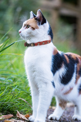 Studded Cat Collars