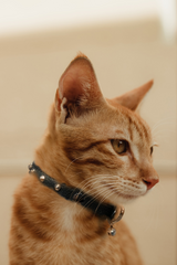 Studded Cat Collars
