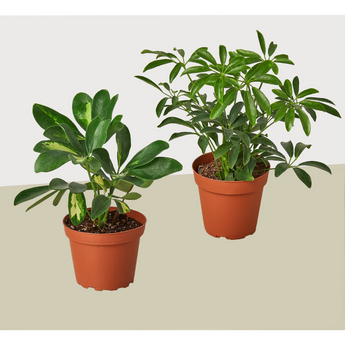 2 Different Schefflera Plants Variety Pack- Live House Plant - FREE Care Guide
