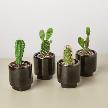 4 Pre Potted Cacti Variety Pack - 3.0