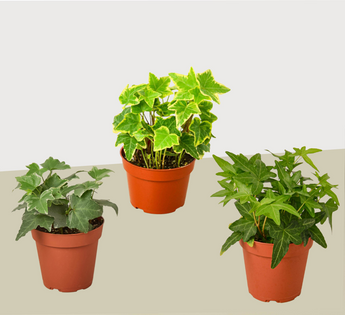 3 Different English Ivy Plants - 4
