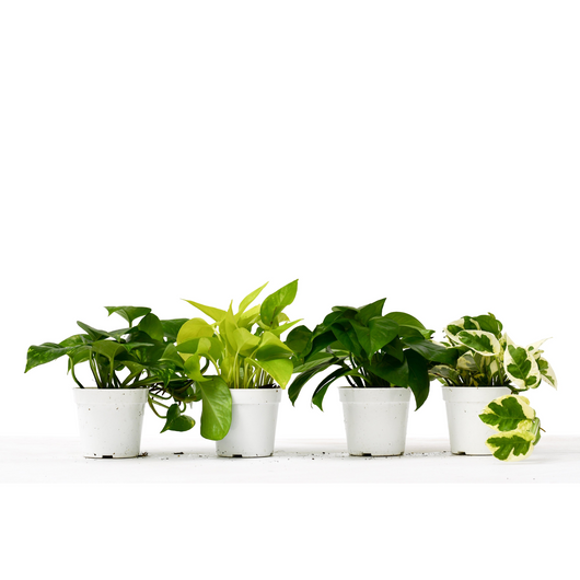 4 Different Pothos Plants in 4