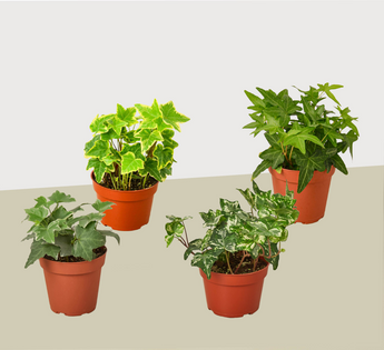 4 Different English Ivy Plants - 4