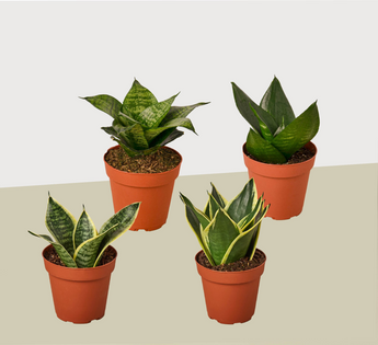 4 Different Snake Plants in 4