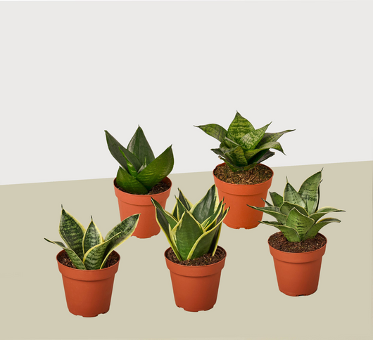 5 Different Snake Plants in 4