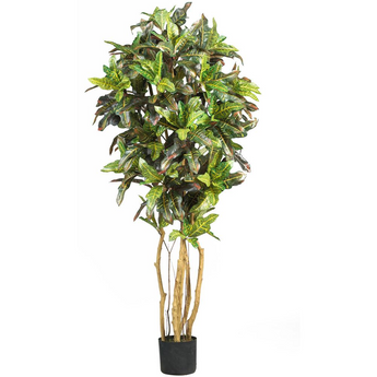 5ft. Croton Silk Tree