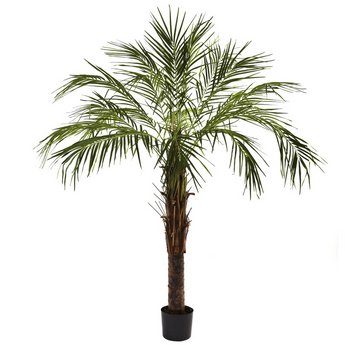 6ft. Robellini Palm Tree