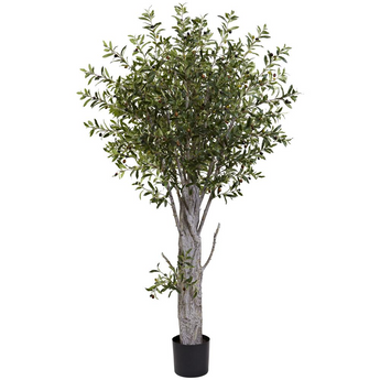 6ft. Olive Tree