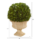 12in. Boxwood Topiary Ball Preserved Plant in Decorative Urn