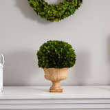 12in. Boxwood Topiary Ball Preserved Plant in Decorative Urn