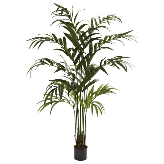 6ft. Kentia Palm Tree