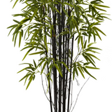 5ft. Black Bamboo Tree