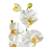 Phalaenopsis Silk Orchid Flower Arrangement
