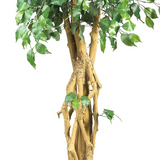 6ft. Palace Style Ficus Silk Tree
