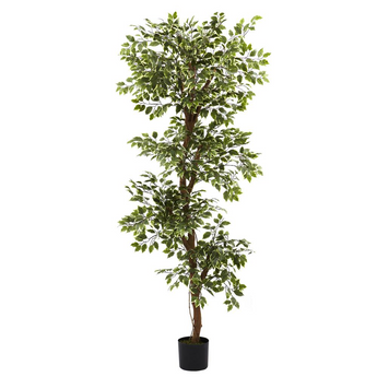 6ft. Variegated Ficus Tree