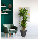 5.5ft. Cornstalk Dracaena Artificial Plant in Slate Planter (Real Touch)