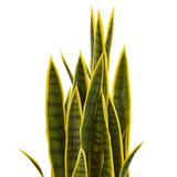 33in. Sansevieria Artificial Plant